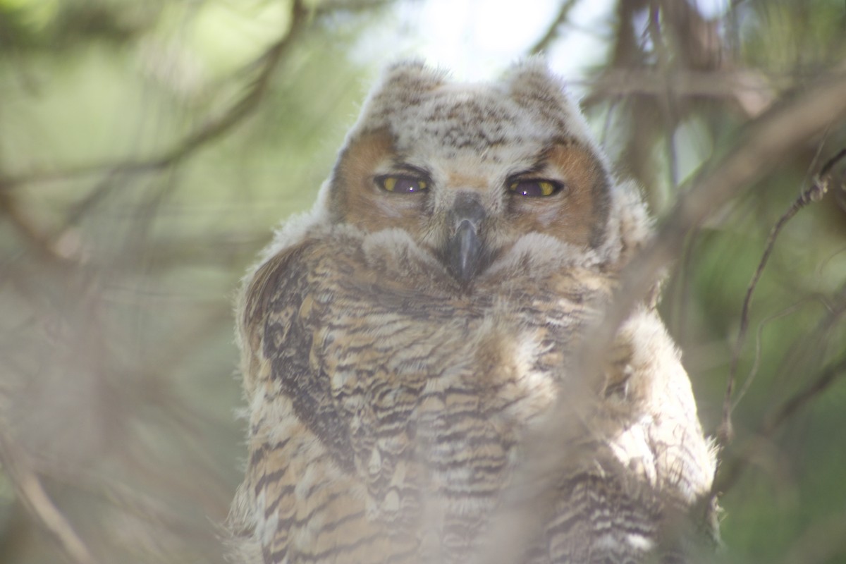 Great Horned Owl - ML617519799