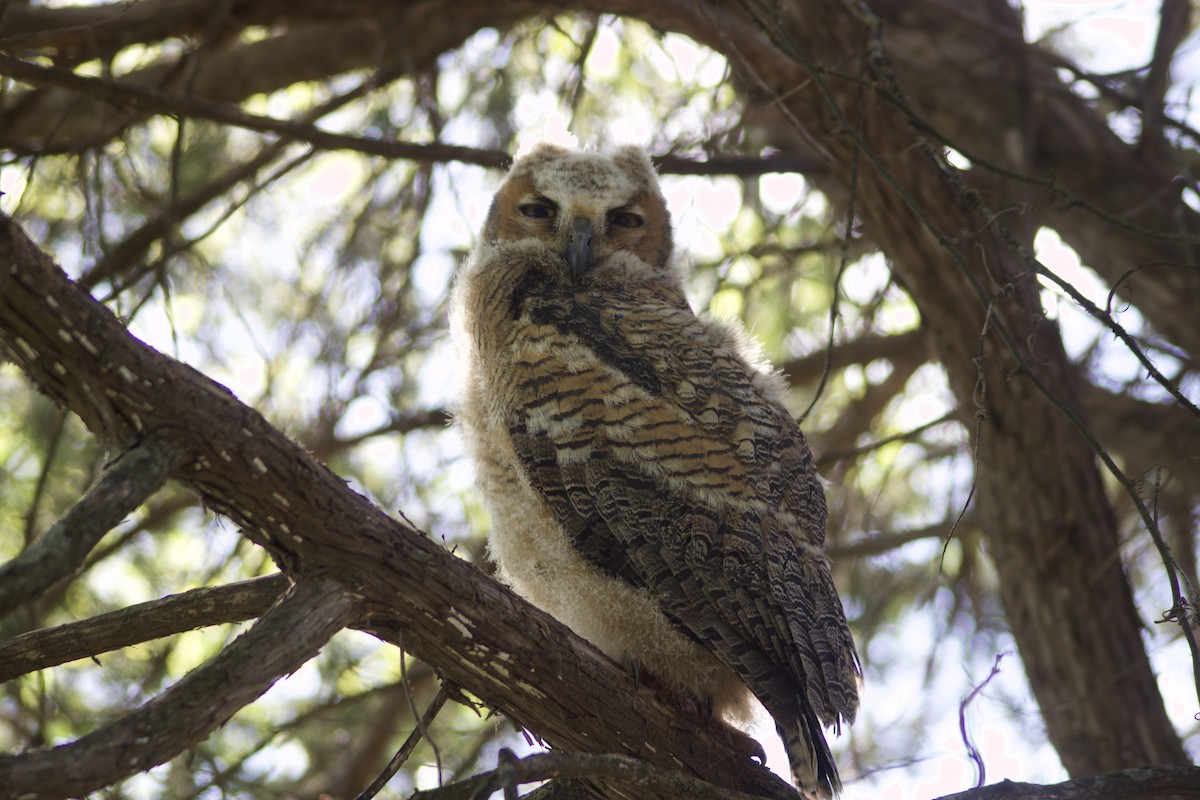 Great Horned Owl - ML617519800