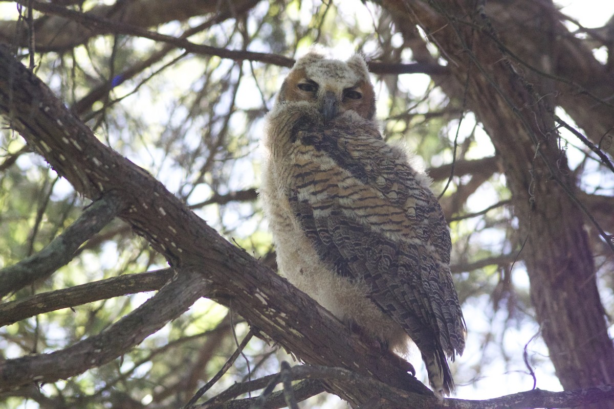 Great Horned Owl - ML617519802