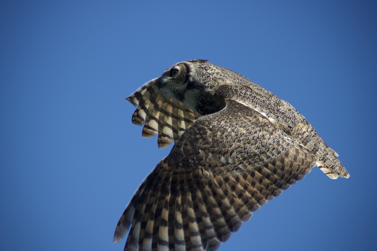 Great Horned Owl - ML617519803