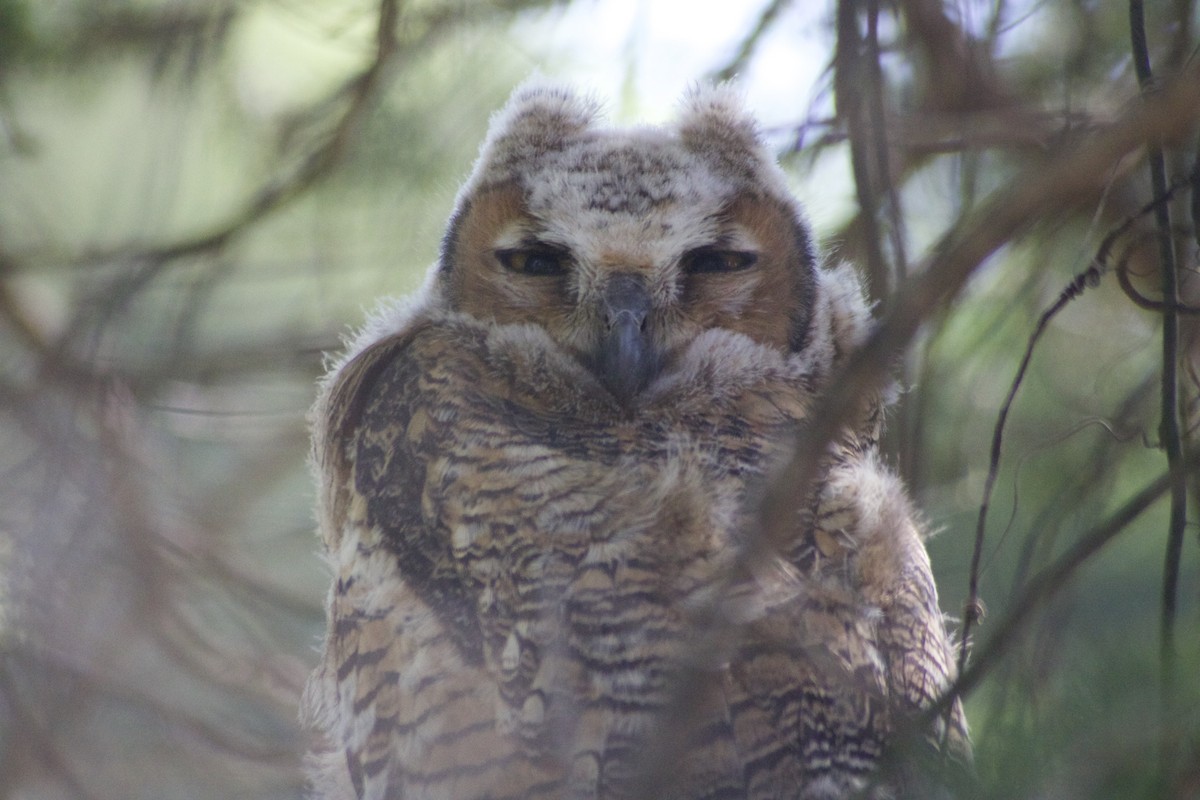 Great Horned Owl - ML617519805