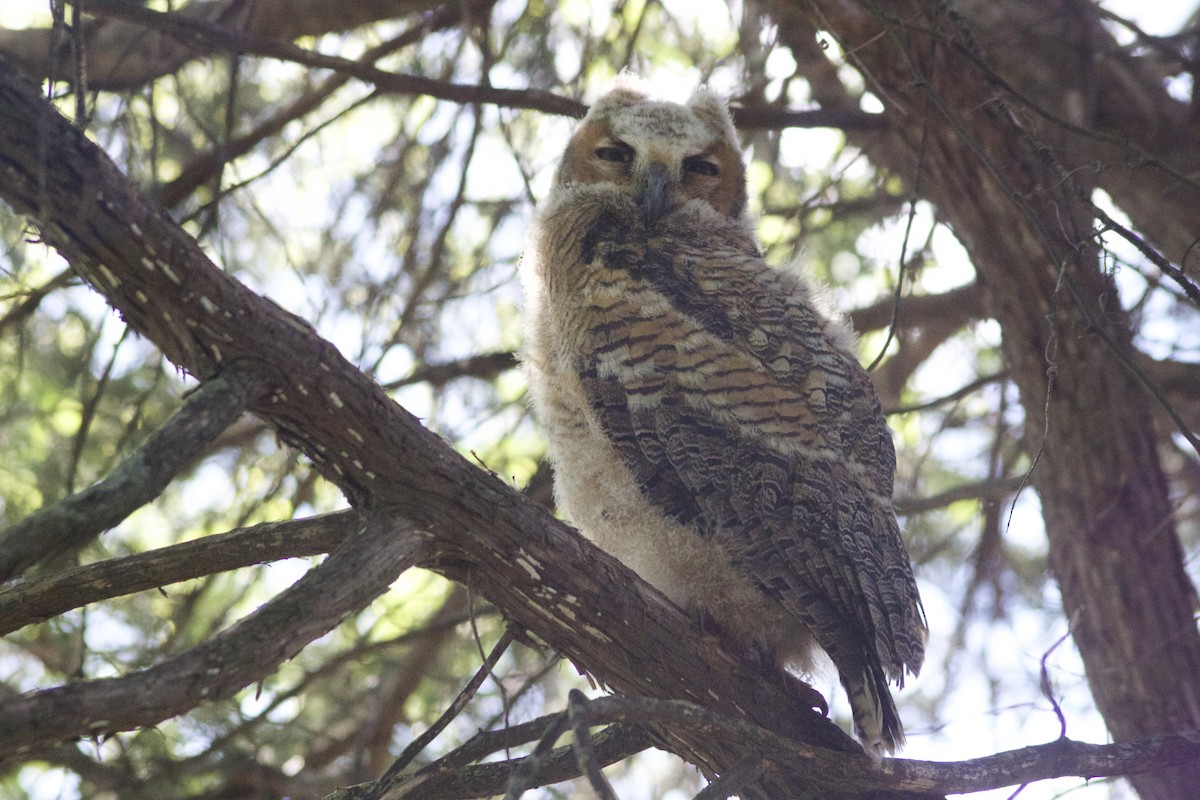 Great Horned Owl - ML617519806