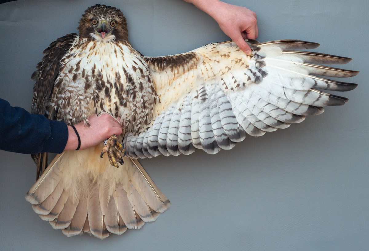 Red-tailed Hawk (abieticola) - ML617519838