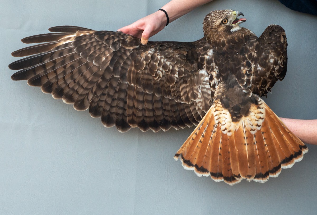 Red-tailed Hawk (abieticola) - ML617519840