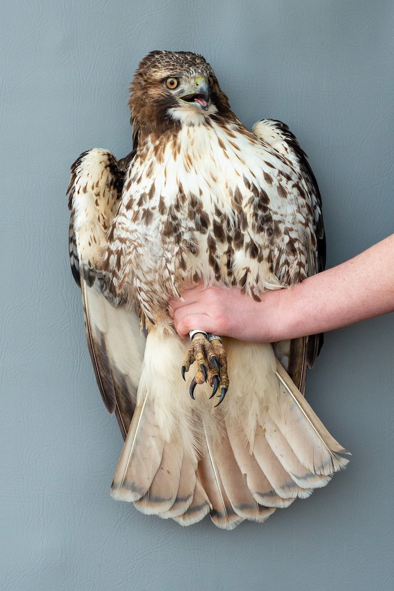 Red-tailed Hawk (abieticola) - ML617519841