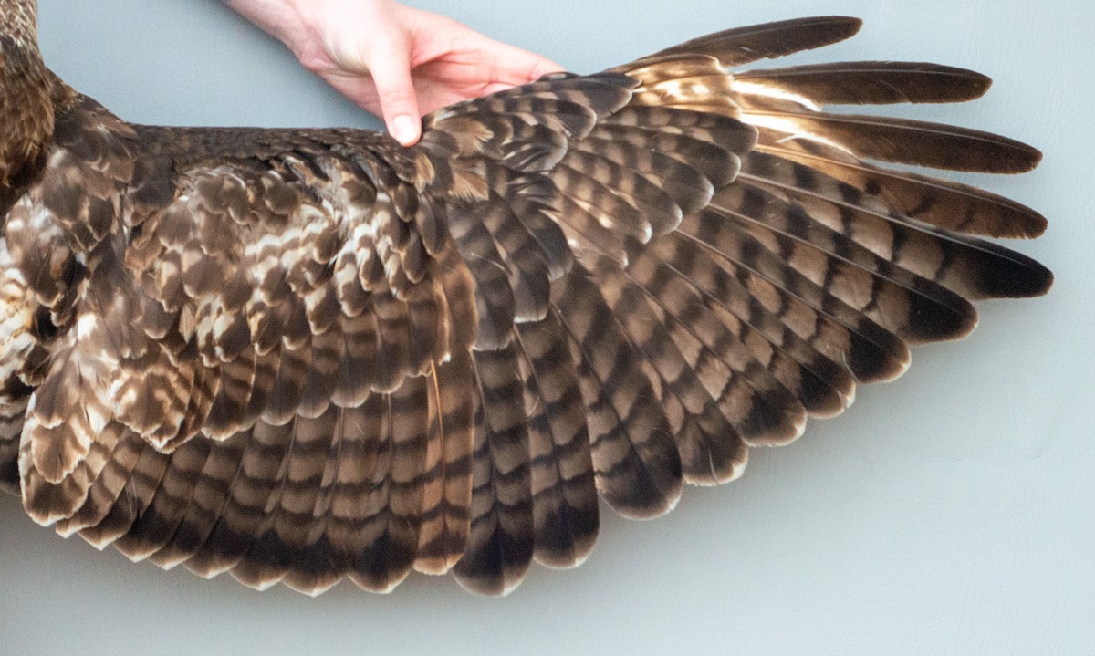 Red-tailed Hawk (abieticola) - ML617519843
