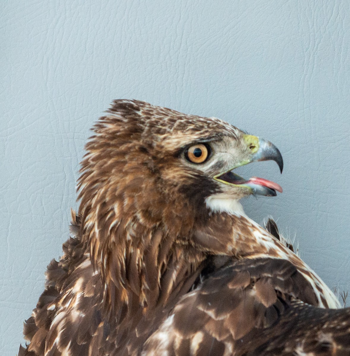 Red-tailed Hawk (abieticola) - ML617519845