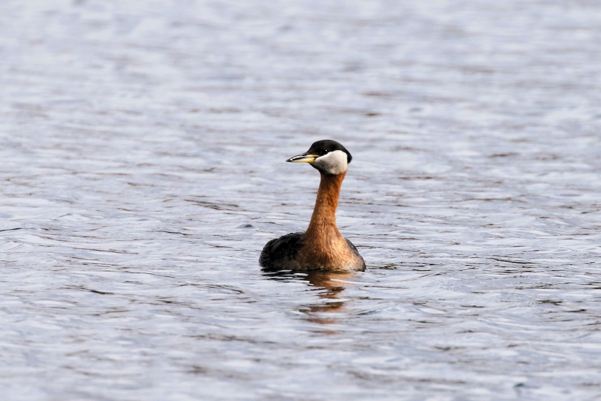Red-necked Grebe - ML617519849