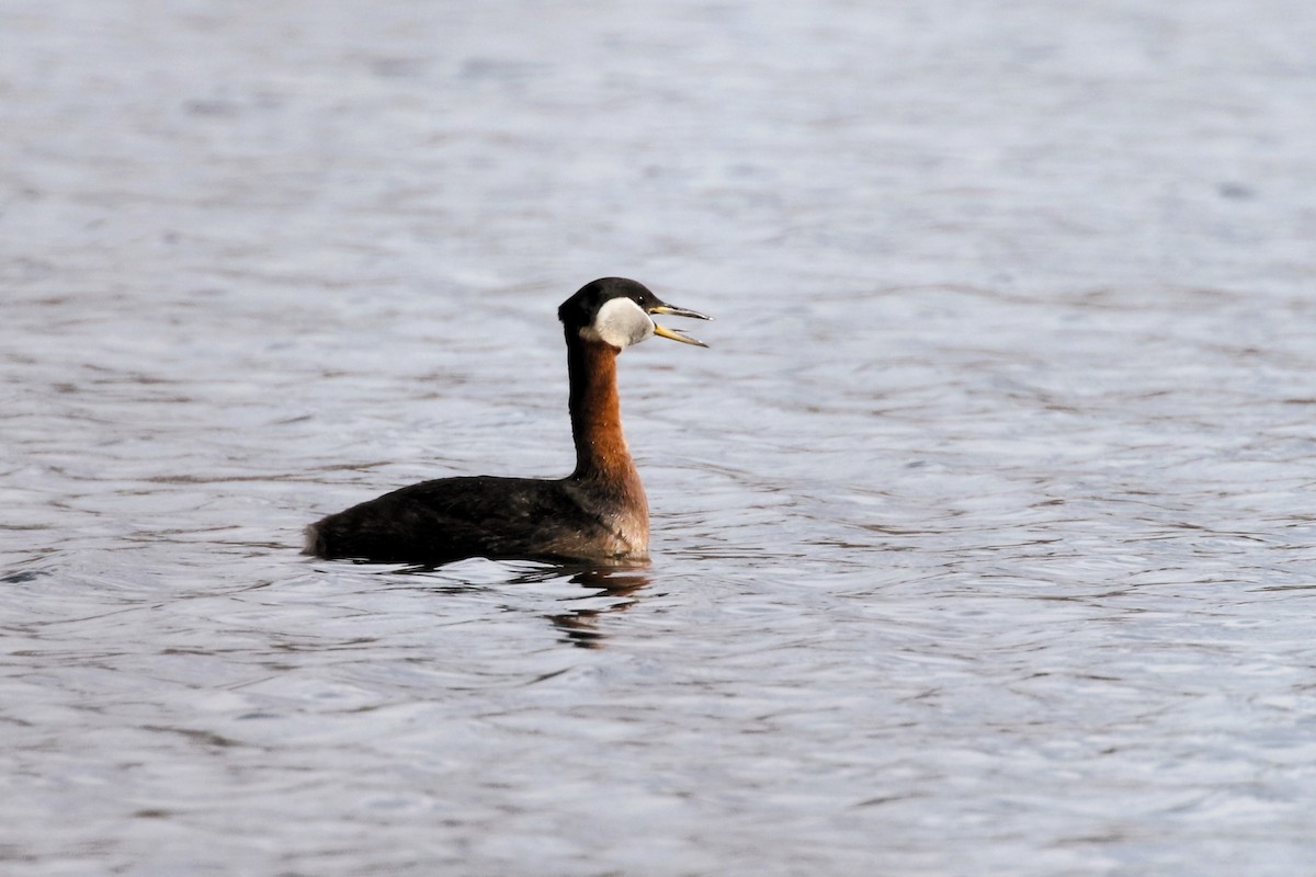 Red-necked Grebe - ML617519850