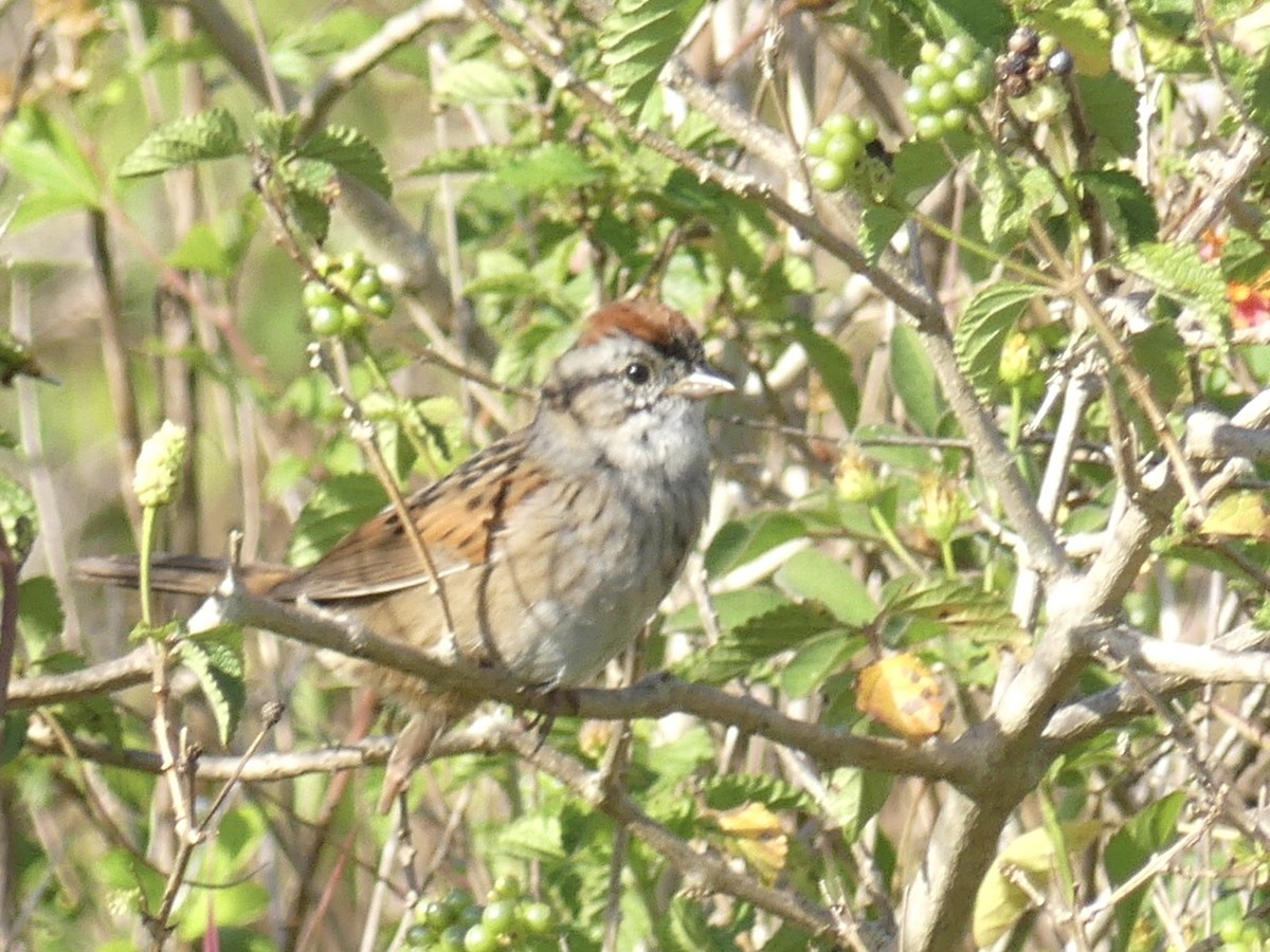 Swamp Sparrow - ML617519860