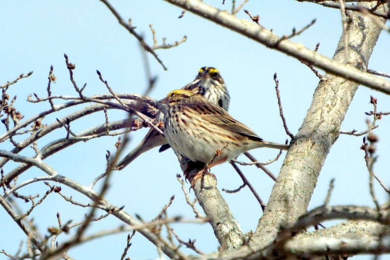 Savannah Sparrow - ML617519955