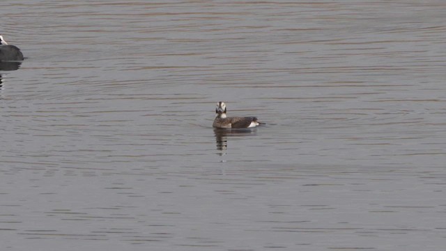 Long-tailed Duck - ML617519974