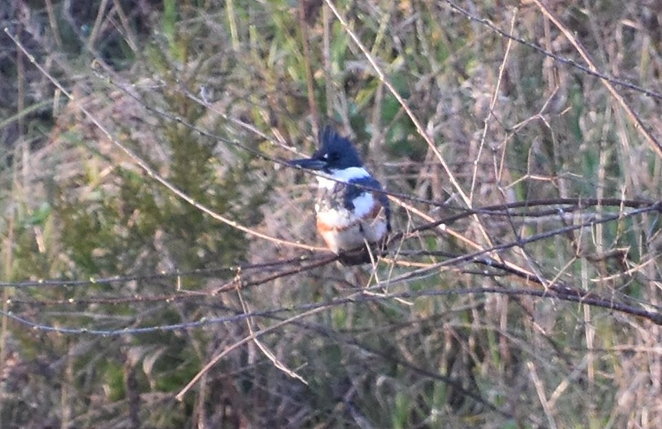 Belted Kingfisher - ML617520133