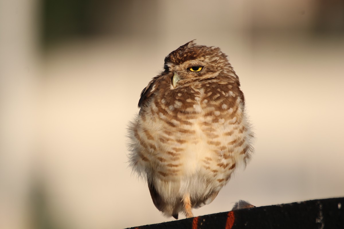 Burrowing Owl - ML617520139