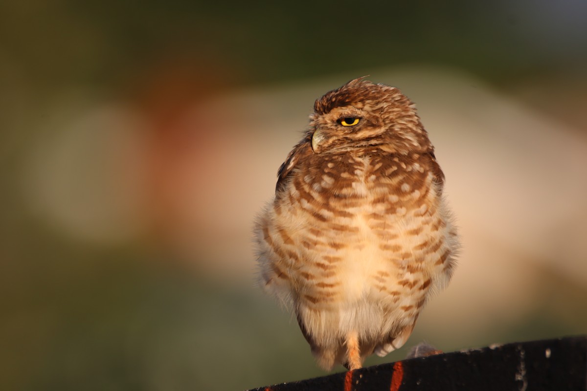 Burrowing Owl - ML617520140