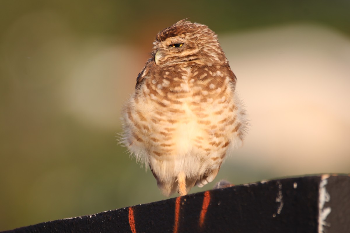 Burrowing Owl - Haydee Cabassi