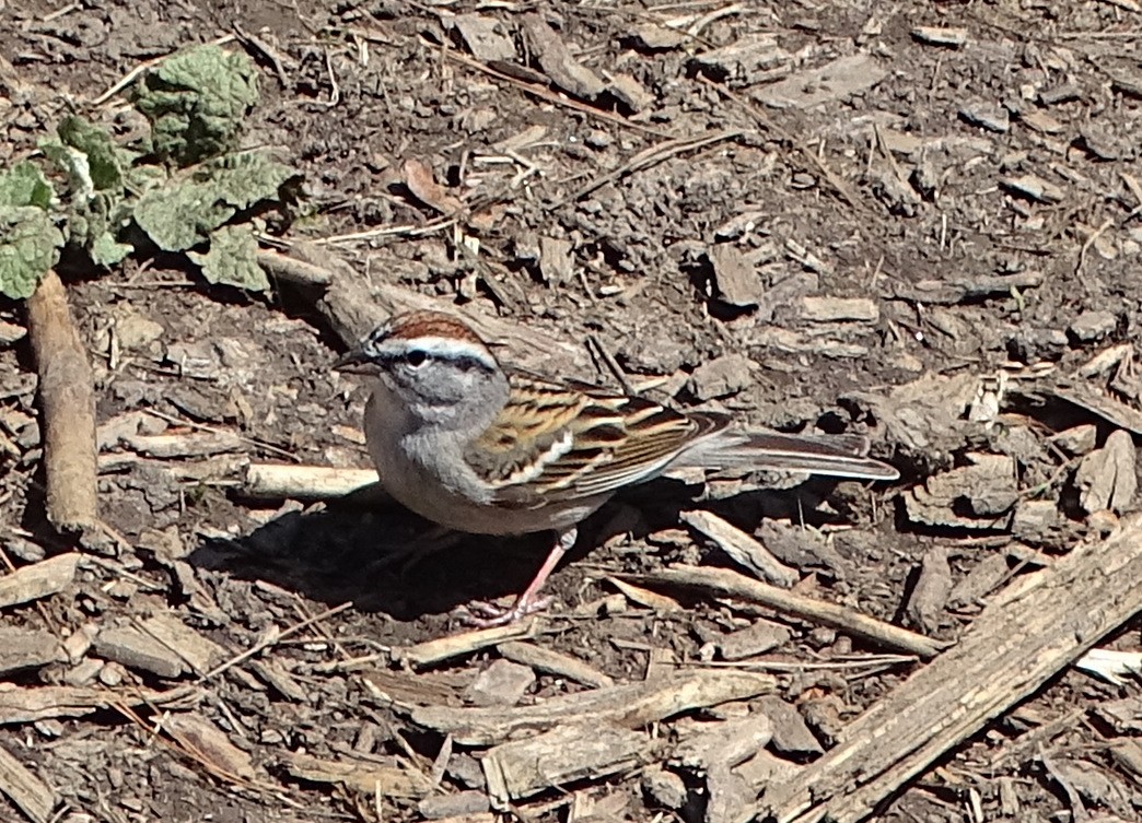 Chipping Sparrow - judith morsink