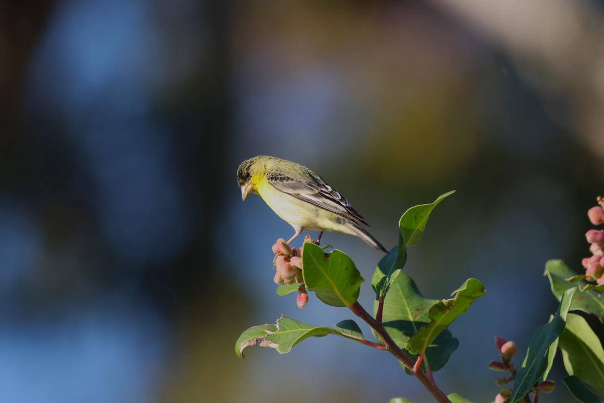 Lesser Goldfinch - Bill Tweet