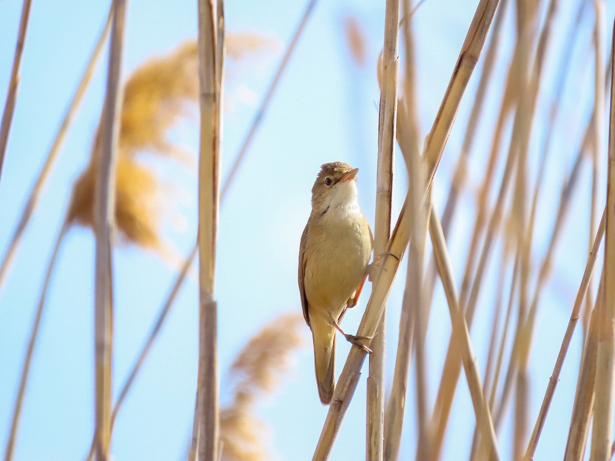 Common Reed Warbler - ML617520197