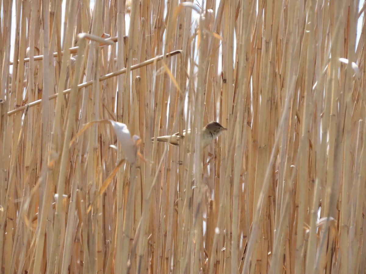 Common Reed Warbler - ML617520203
