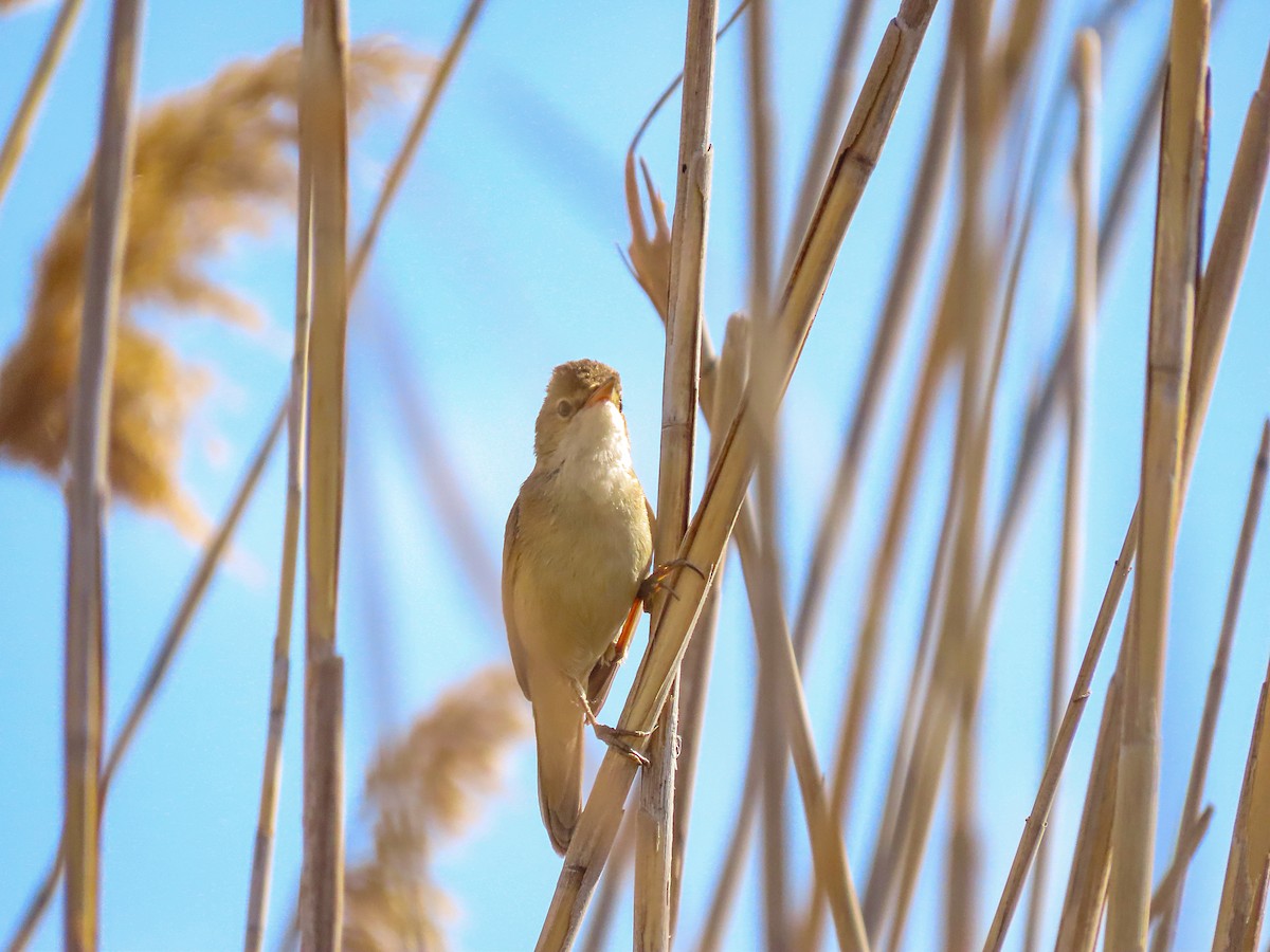 Common Reed Warbler - ML617520206
