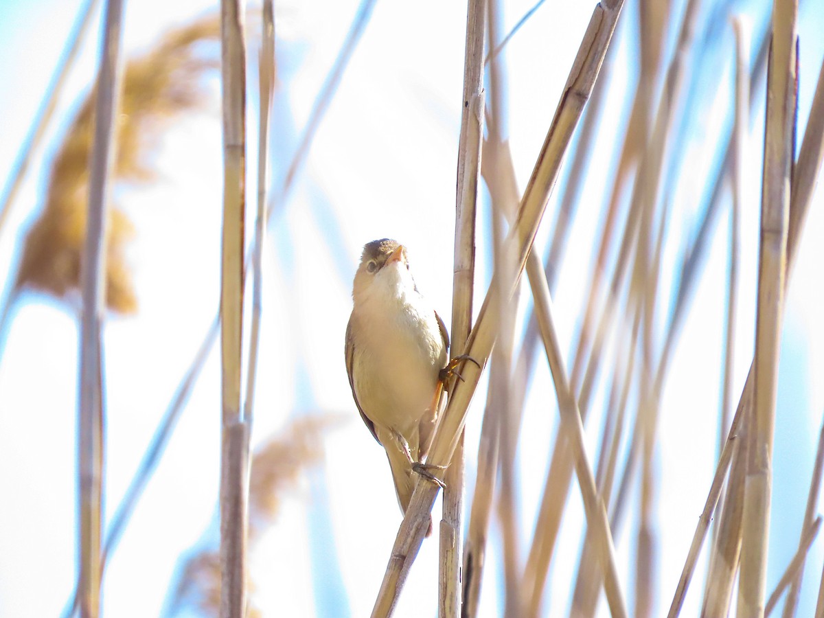 Common Reed Warbler - ML617520210