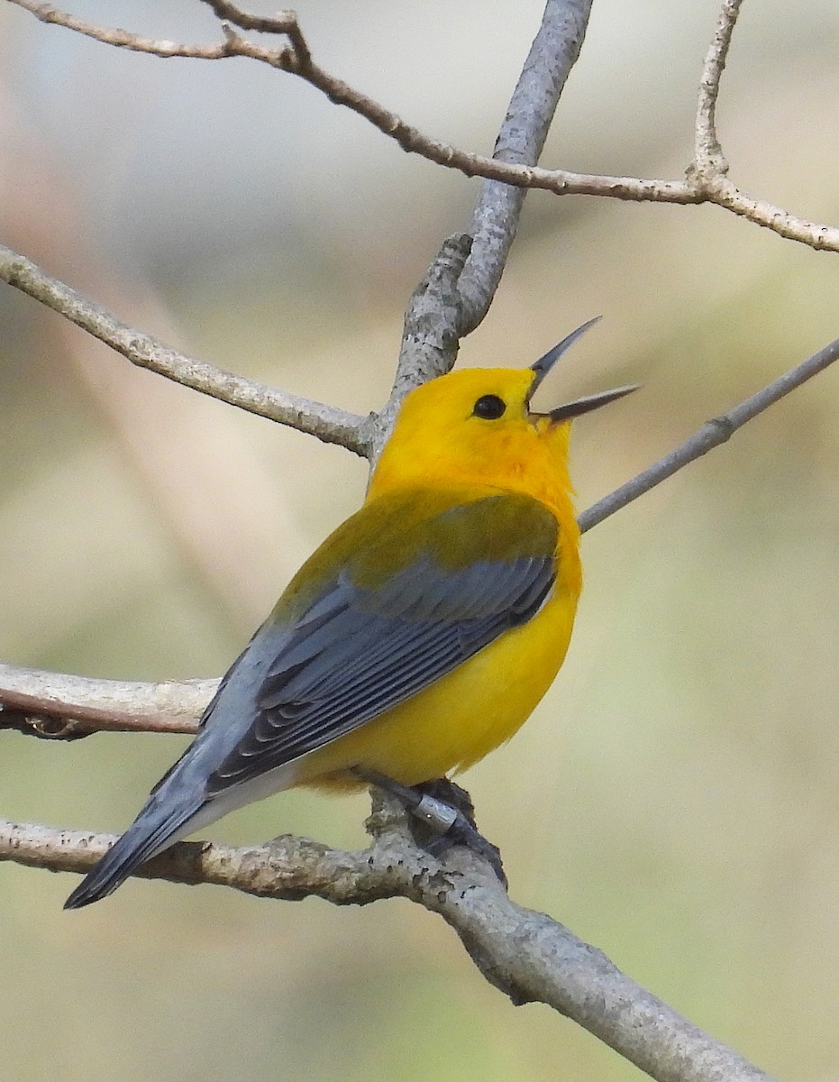 eBird Checklist 17 Apr 2024 Hueston Woods State Park, College