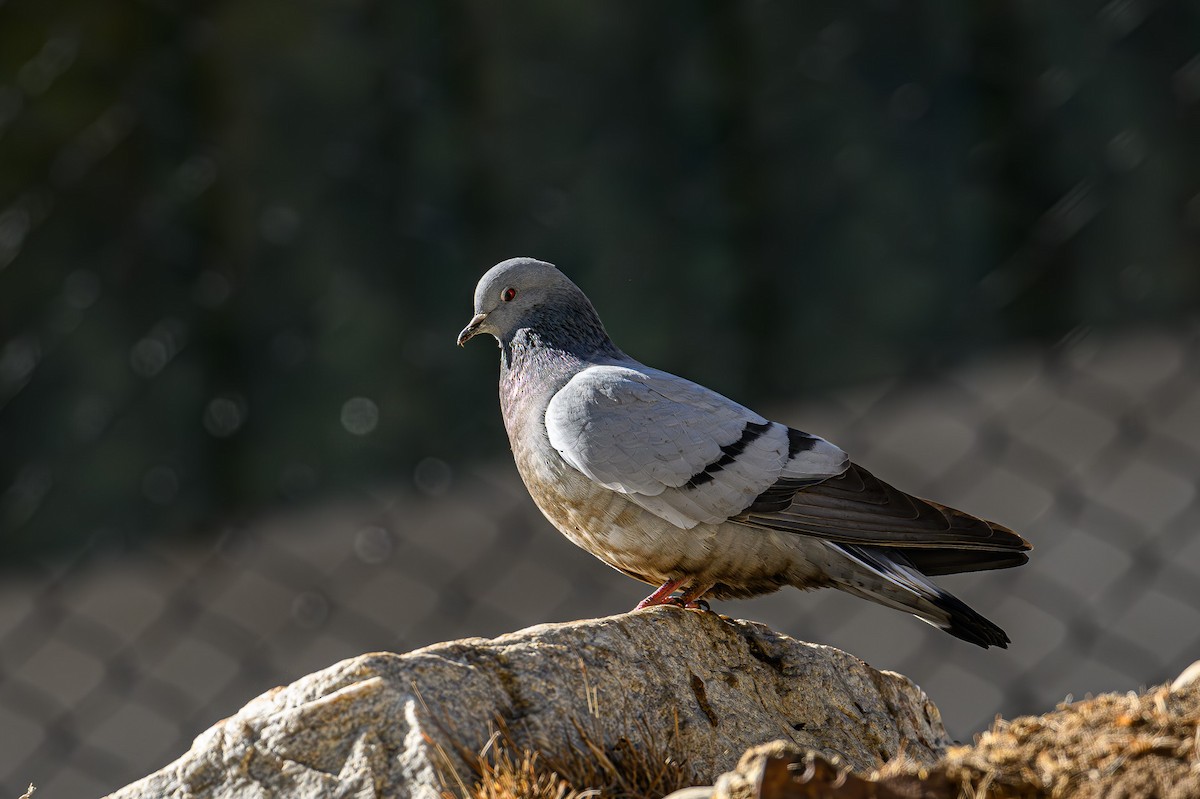 Pigeon des rochers - ML617520305