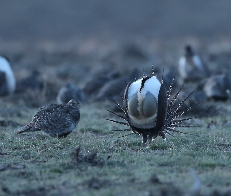 Greater Sage-Grouse - ML617520333
