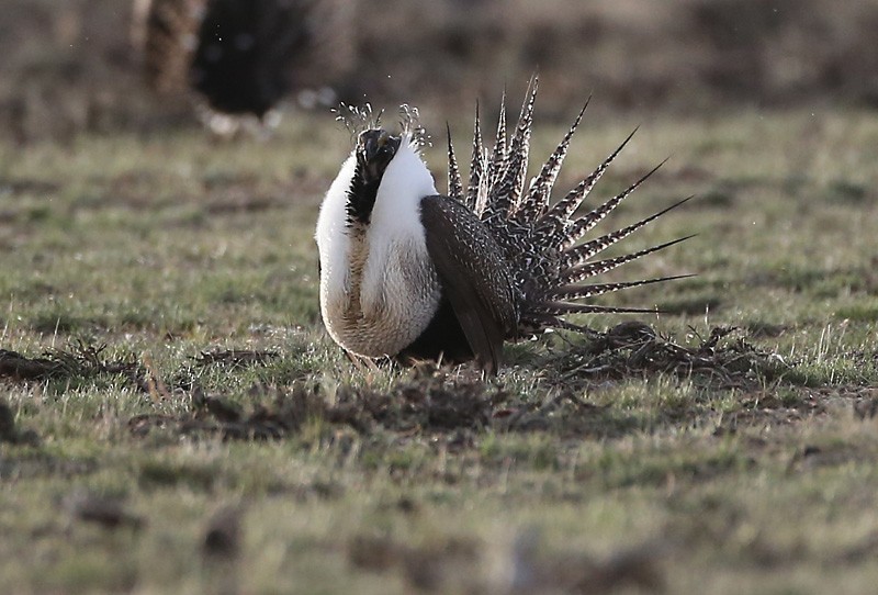 Greater Sage-Grouse - ML617520335