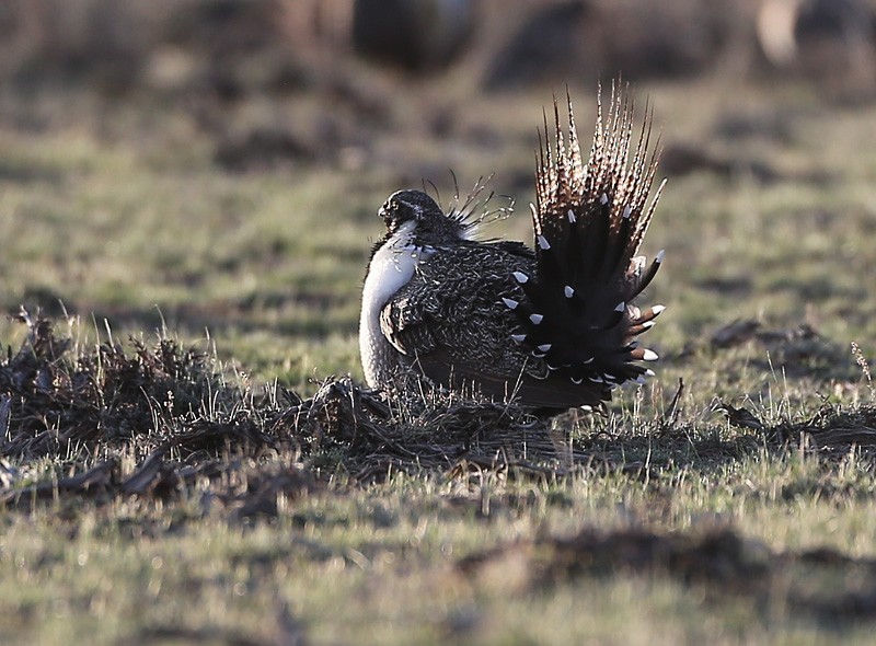 Greater Sage-Grouse - ML617520336