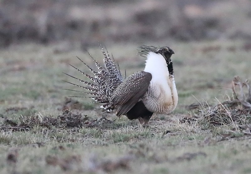 Greater Sage-Grouse - ML617520338