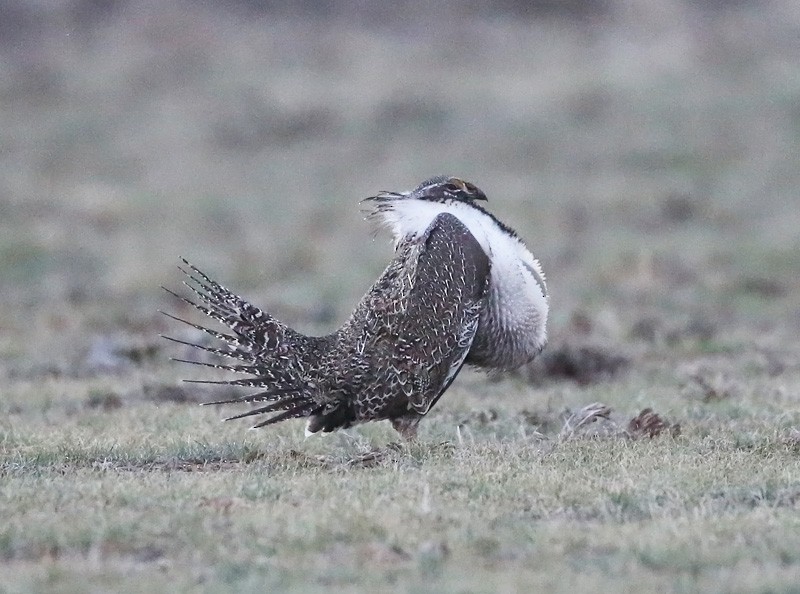 Greater Sage-Grouse - ML617520339