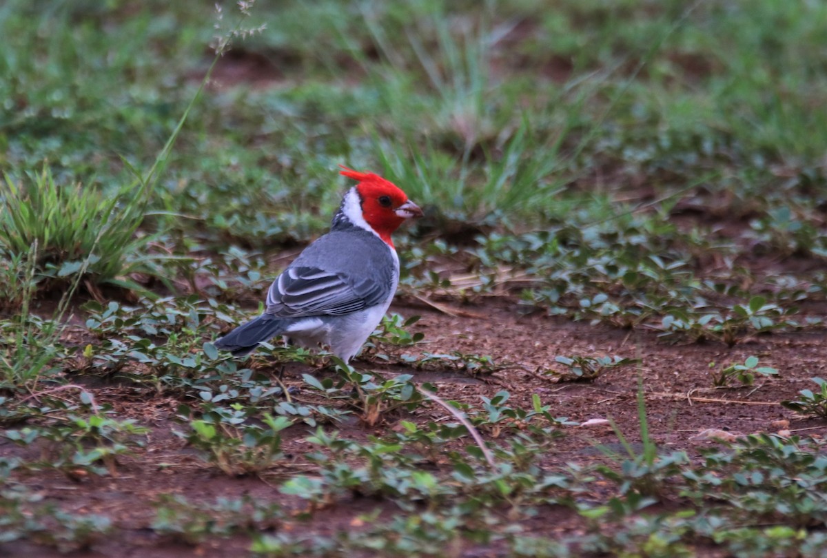 Red-crested Cardinal - Haydee Cabassi