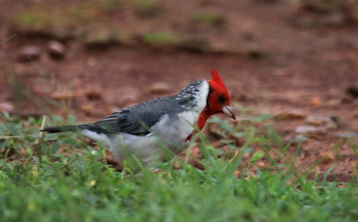 Red-crested Cardinal - Haydee Cabassi