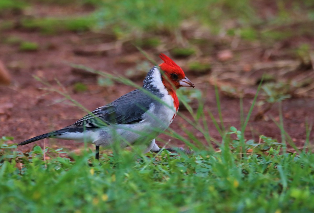 Red-crested Cardinal - ML617520363