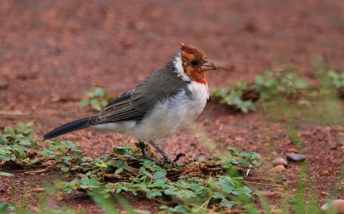 Red-crested Cardinal - ML617520364