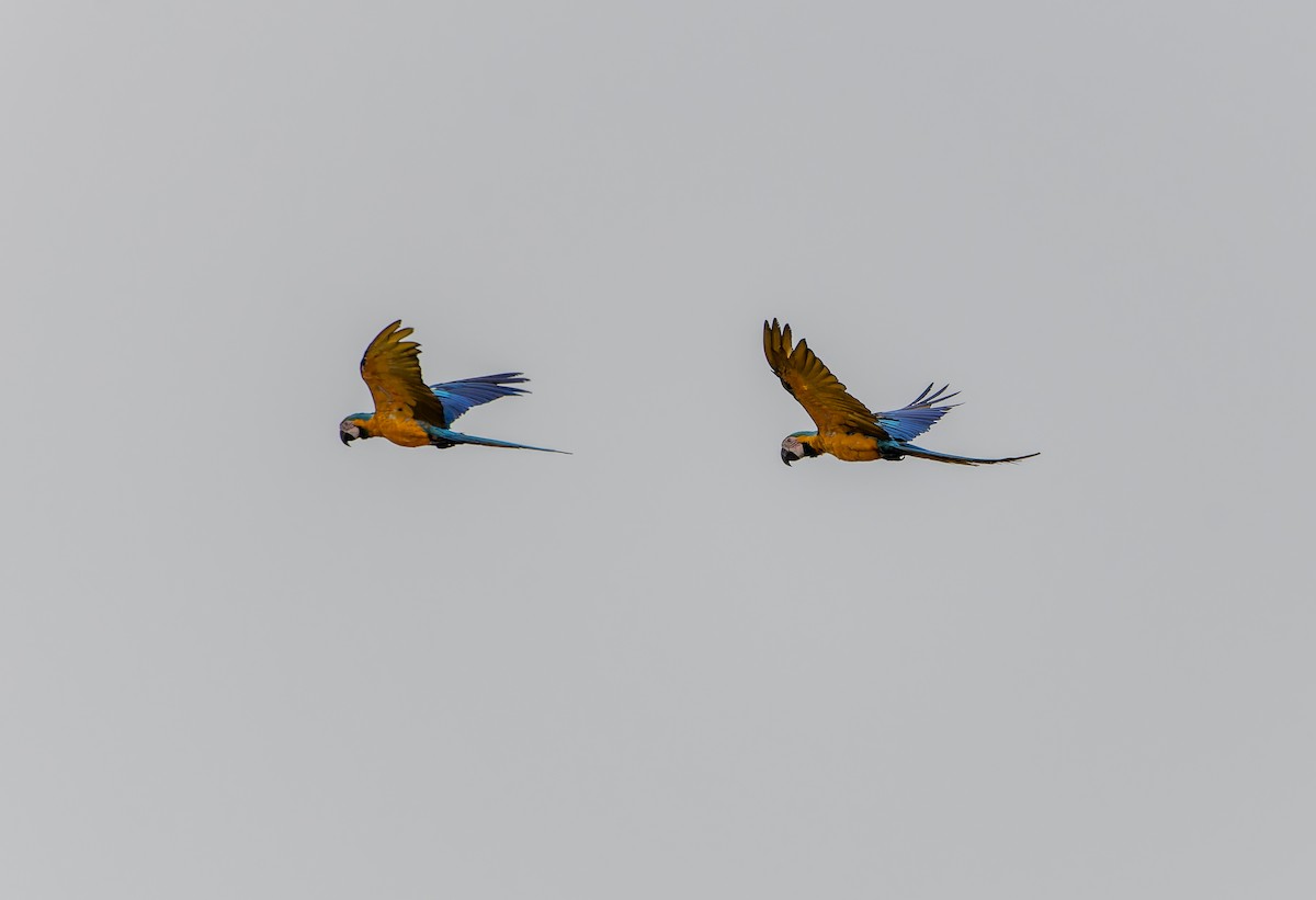 Blue-and-yellow Macaw - ML617520382