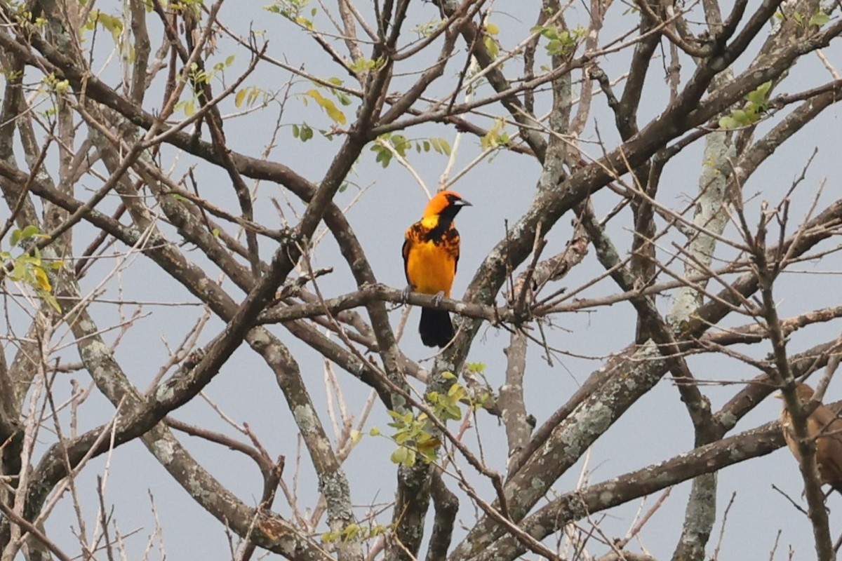 Spot-breasted Oriole - ML617520394