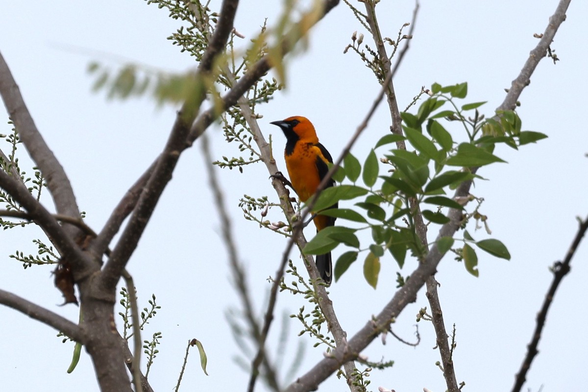 Spot-breasted Oriole - ML617520396