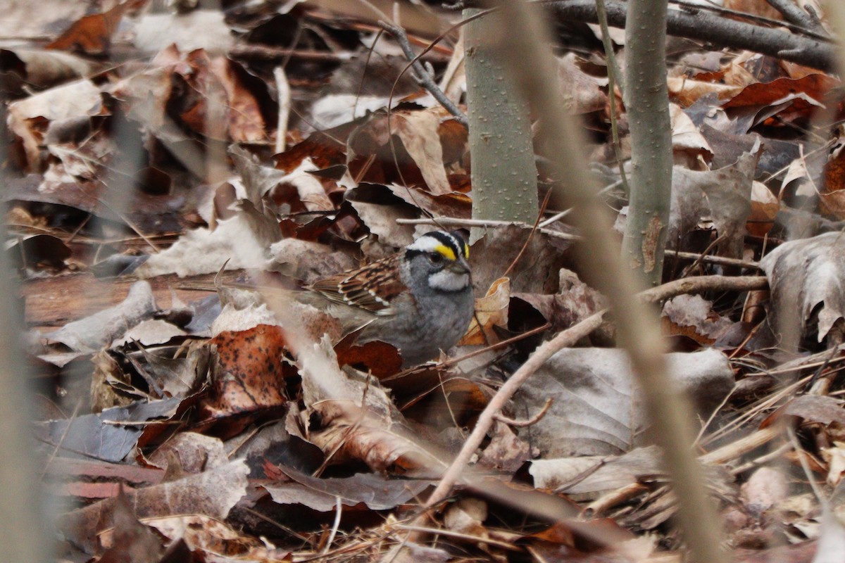 White-throated Sparrow - ML617520527