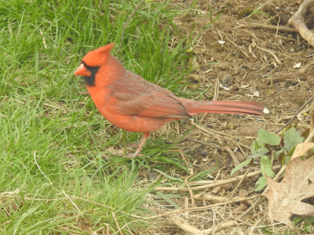 Northern Cardinal - Fred MacKenzie