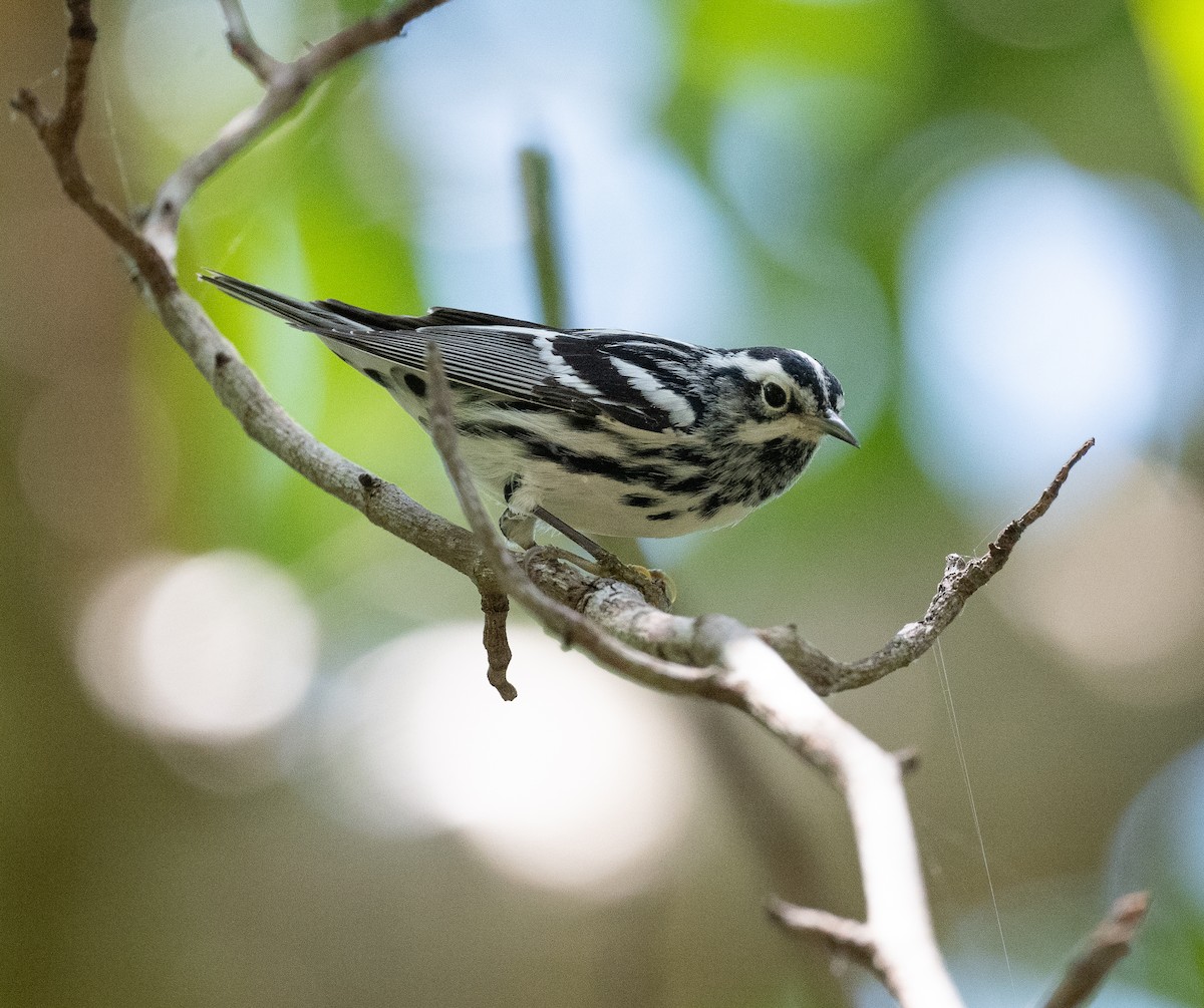 Black-and-white Warbler - ML617520665
