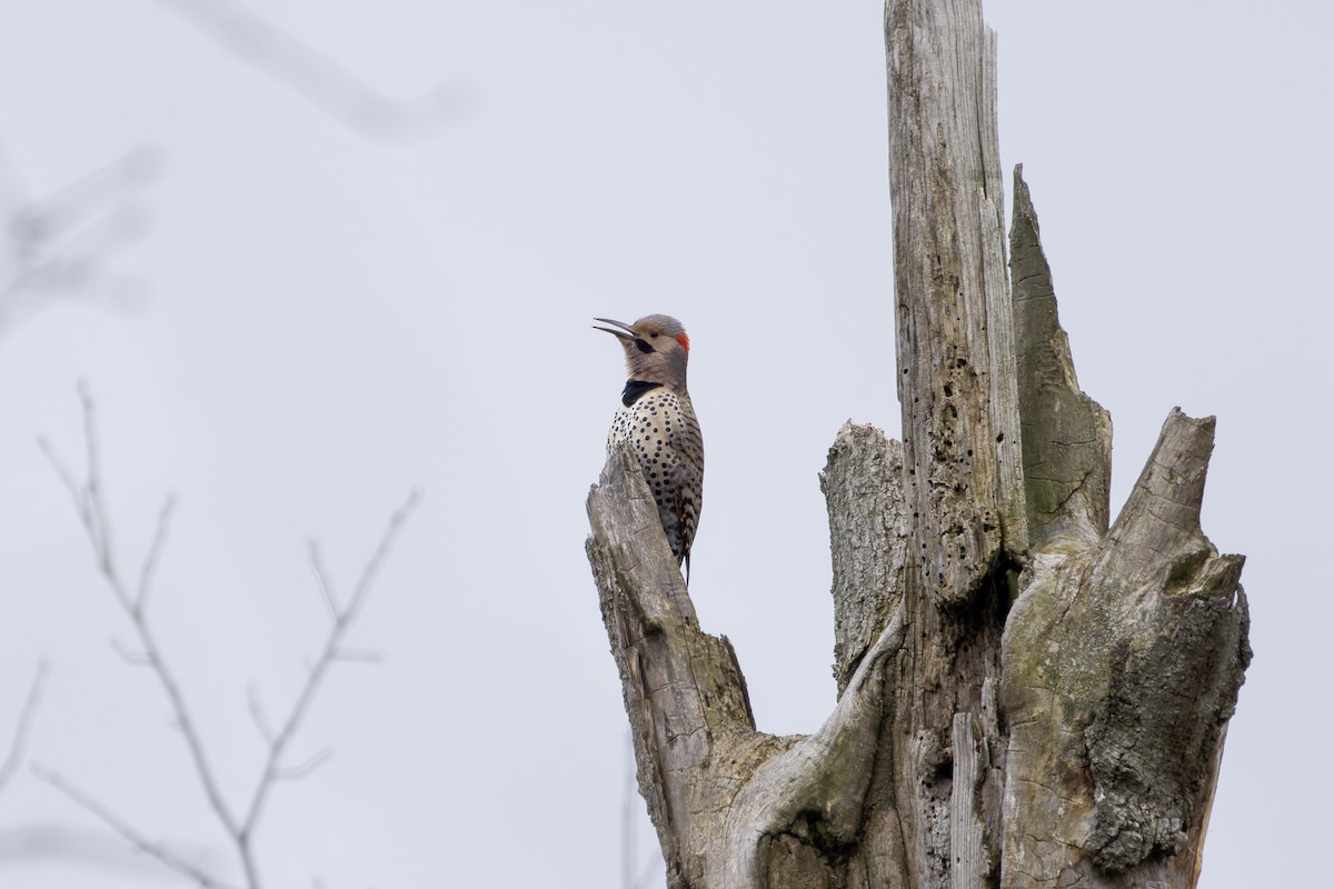 Northern Flicker (Yellow-shafted) - ML617520682
