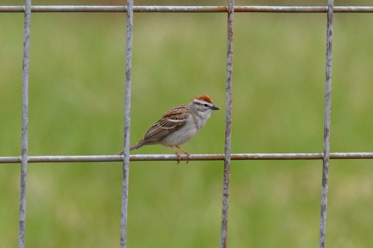 Chipping Sparrow - ML617520686