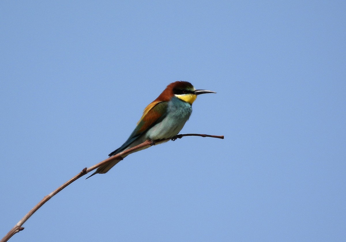 European Bee-eater - Alfonso Rodrigo