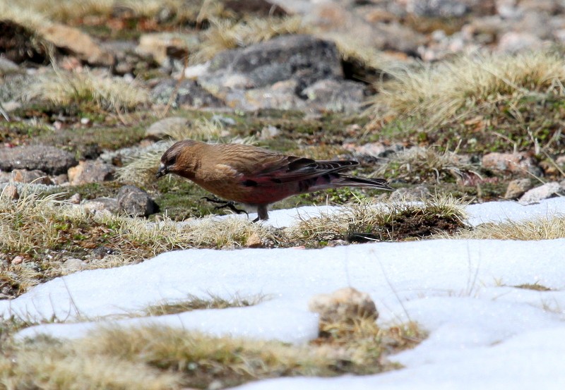 Brown-capped Rosy-Finch - Marnie Mitchell