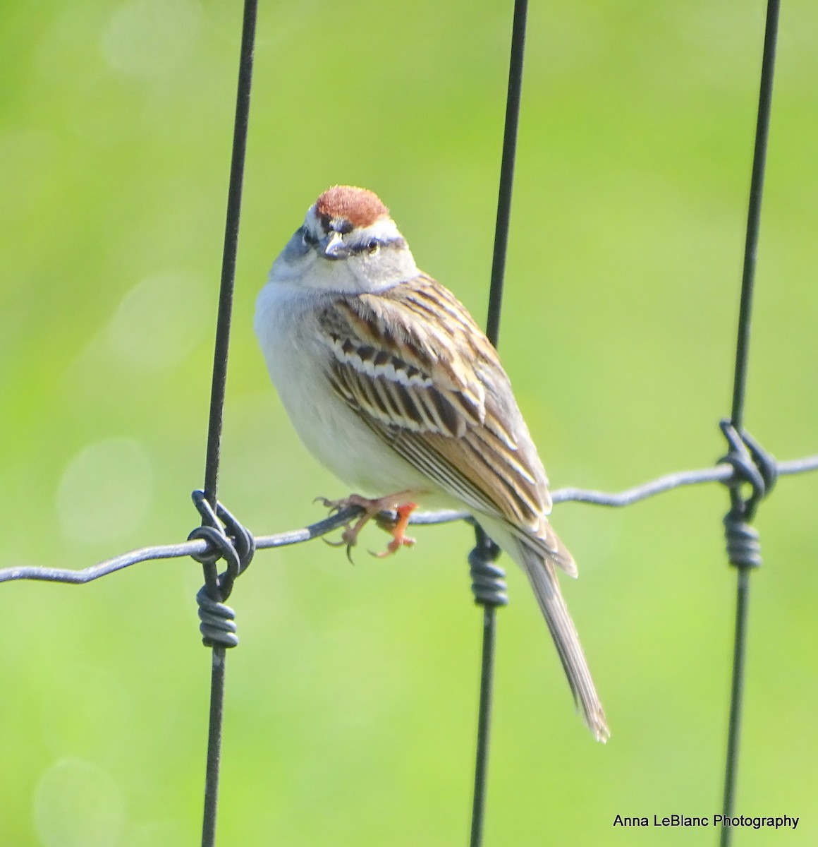 Chipping Sparrow - ML617520733