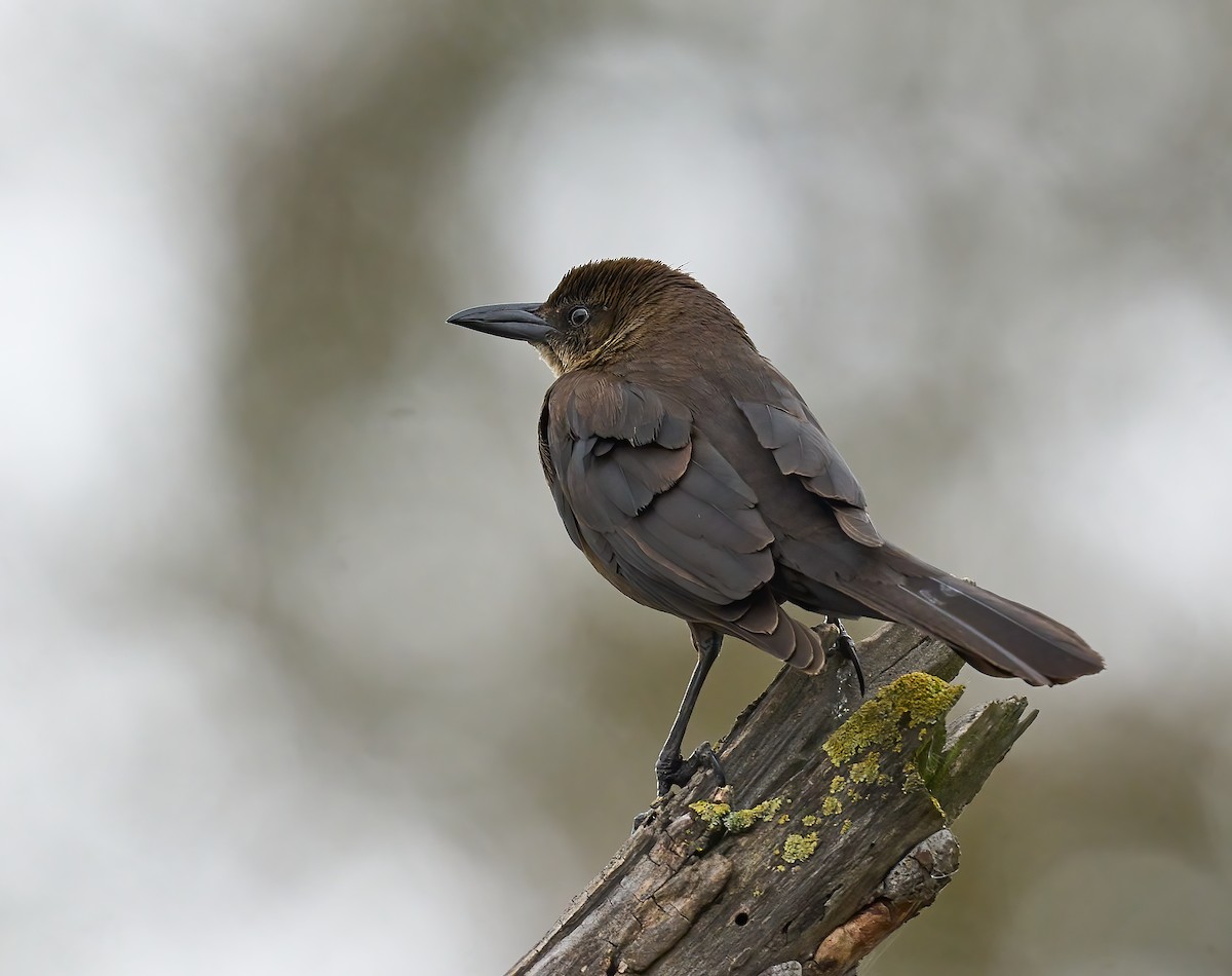 Great-tailed Grackle - ML617520734