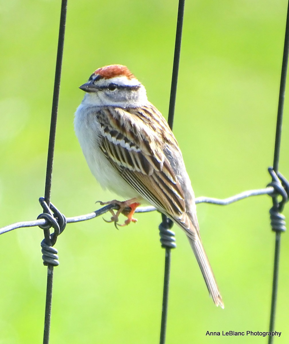 Chipping Sparrow - ML617520754